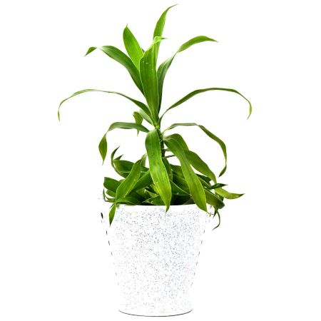 Offwhite Ceramic Bucket Planter