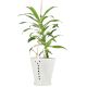 Offwhite Ceramic Bucket Planter