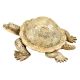Hand Crafted Brass Turtle With Trinket Storage Hinged Lid