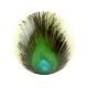 Peacock Feather Knob
