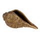 Brass Engraved Conch Shell Decor Ornament In Golden Finish