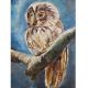 Night Owl Painting On Canvas