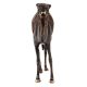Brass Standing Camel Statue In Black Finish