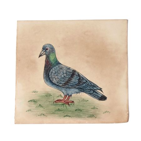 Miniature Pigeon Watercolor Bird  Painting Wall Art