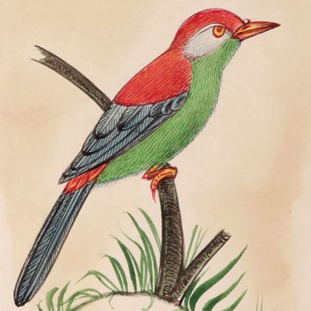 Green Breasted Colorful Bird Miniature Painting