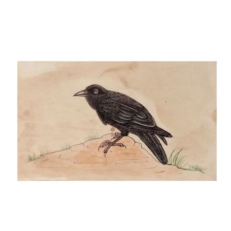 The Wise Crow Miniature Watercolor Painting