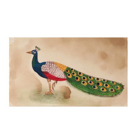 Peacock Watercolor Painting Botanical Art
