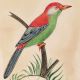 Green Breasted Colorful Bird Miniature Painting