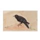 The Wise Crow Miniature Watercolor Painting
