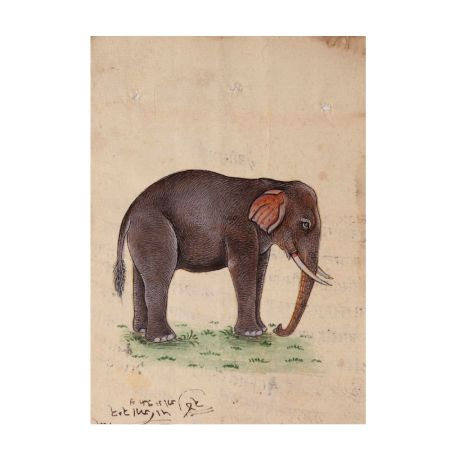 Indian Elephant Watercolor Painting