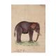 Indian Elephant Watercolor Painting