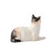 White  Porcelain Miniature Cat Figurine