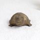 Handcrafted High-Quality Brass Turtle Statue for Decor